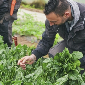 activité maraichage biologique Prélude à Brest