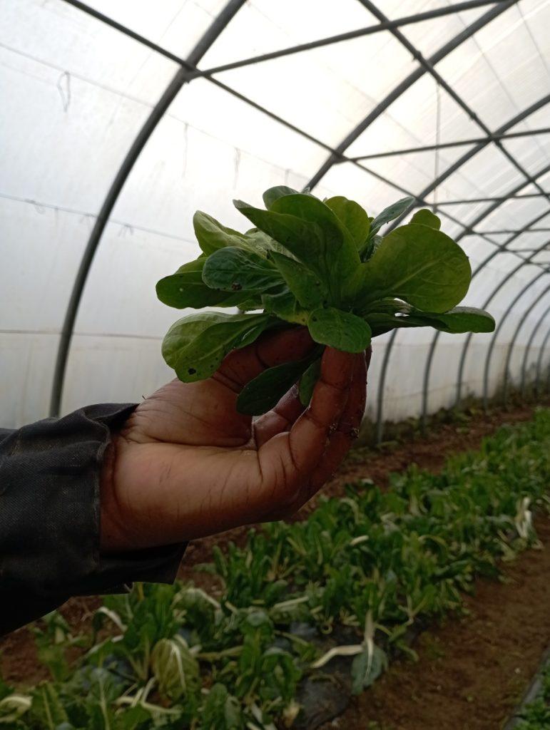 Salade mâche bio au Jardin de Prélude